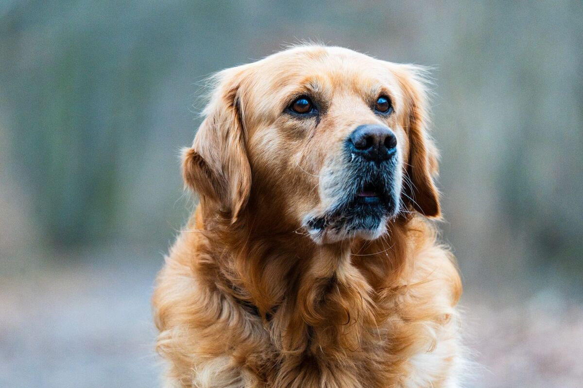 A happy golden retriever looking toward the camera