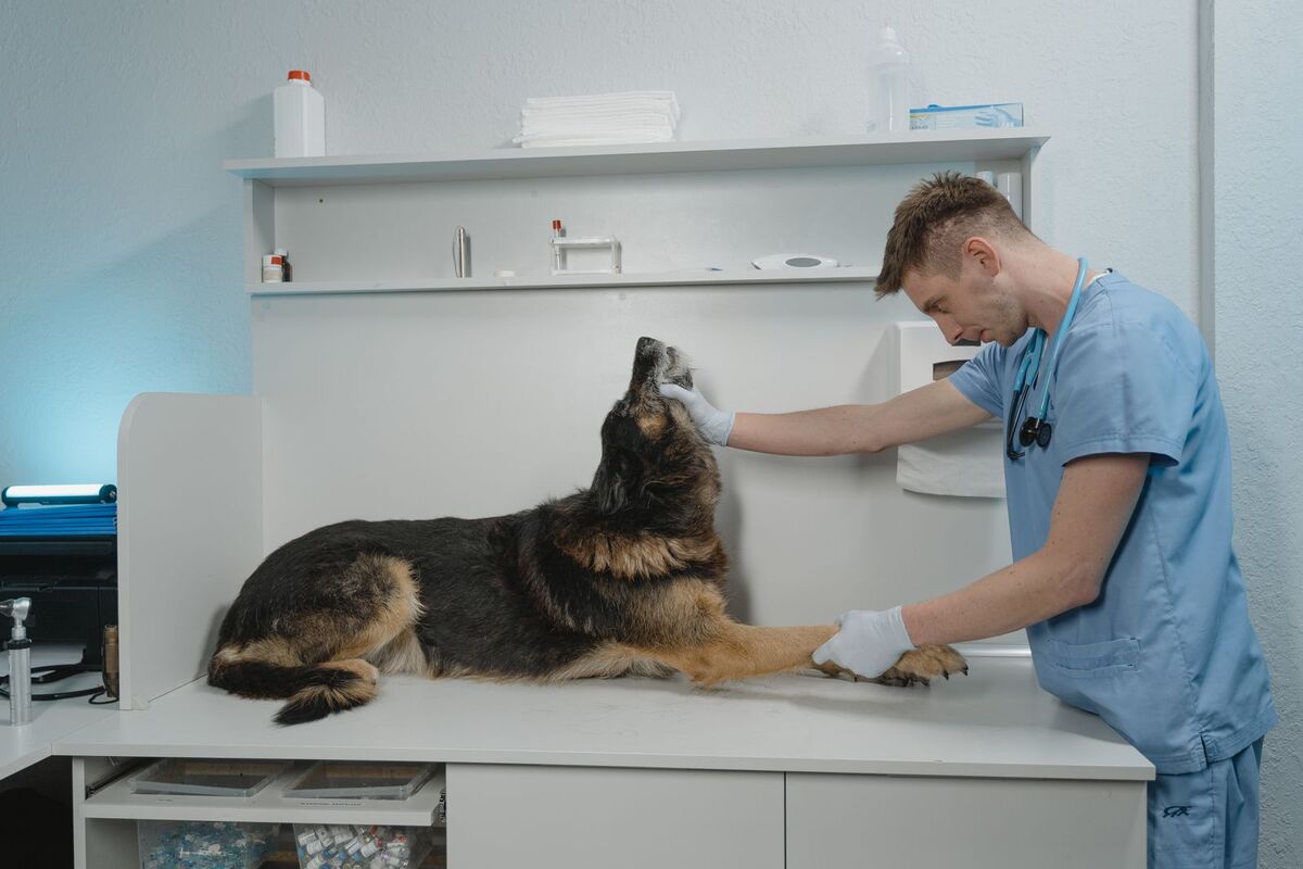 A veterinary professional gently examining a dog