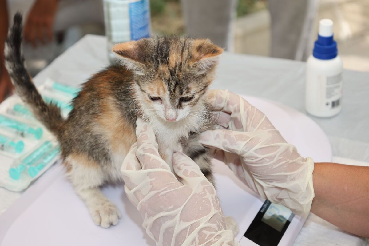 A kitten receiving gentle veterinary care
